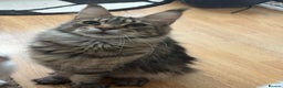 Maine Coon cats for sale: Maine coon kittens - Advert 1