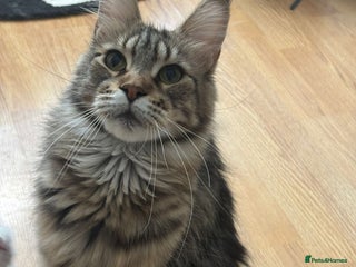 Maine Coon cats - Advert 21