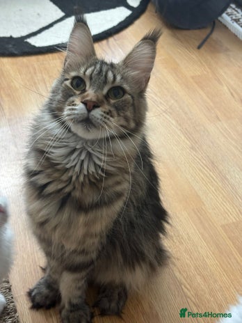 Maine Coon cats - Advert 5