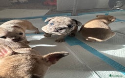 French Bulldog dogs for sale: French bulldog puppies - Image 2