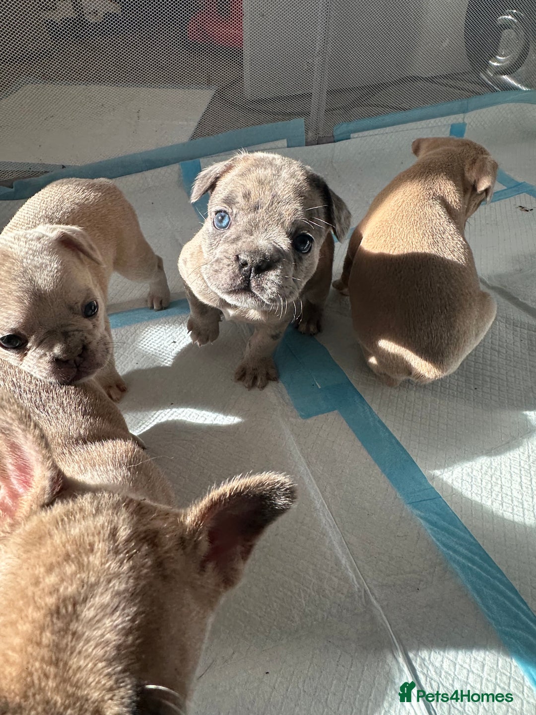 French Bulldog dogs for sale: French bulldog puppies - Image 2