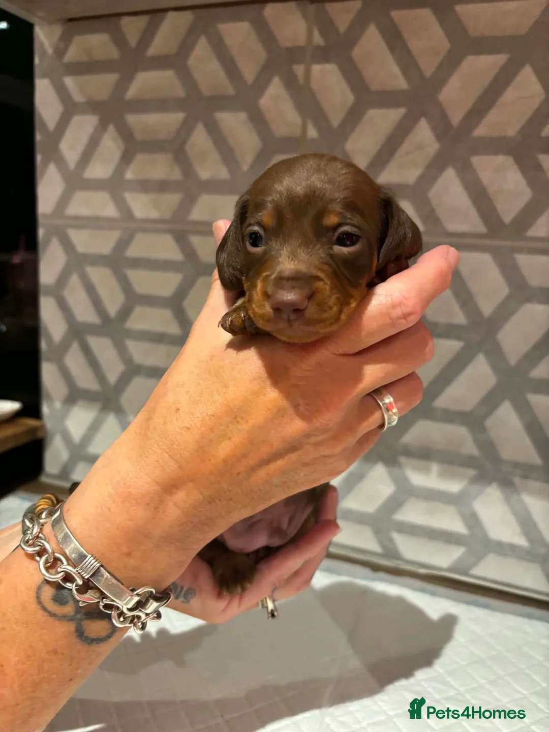 Miniature Dachshund dogs for sale: Miniature daschunds chocolate tan - Advert 2