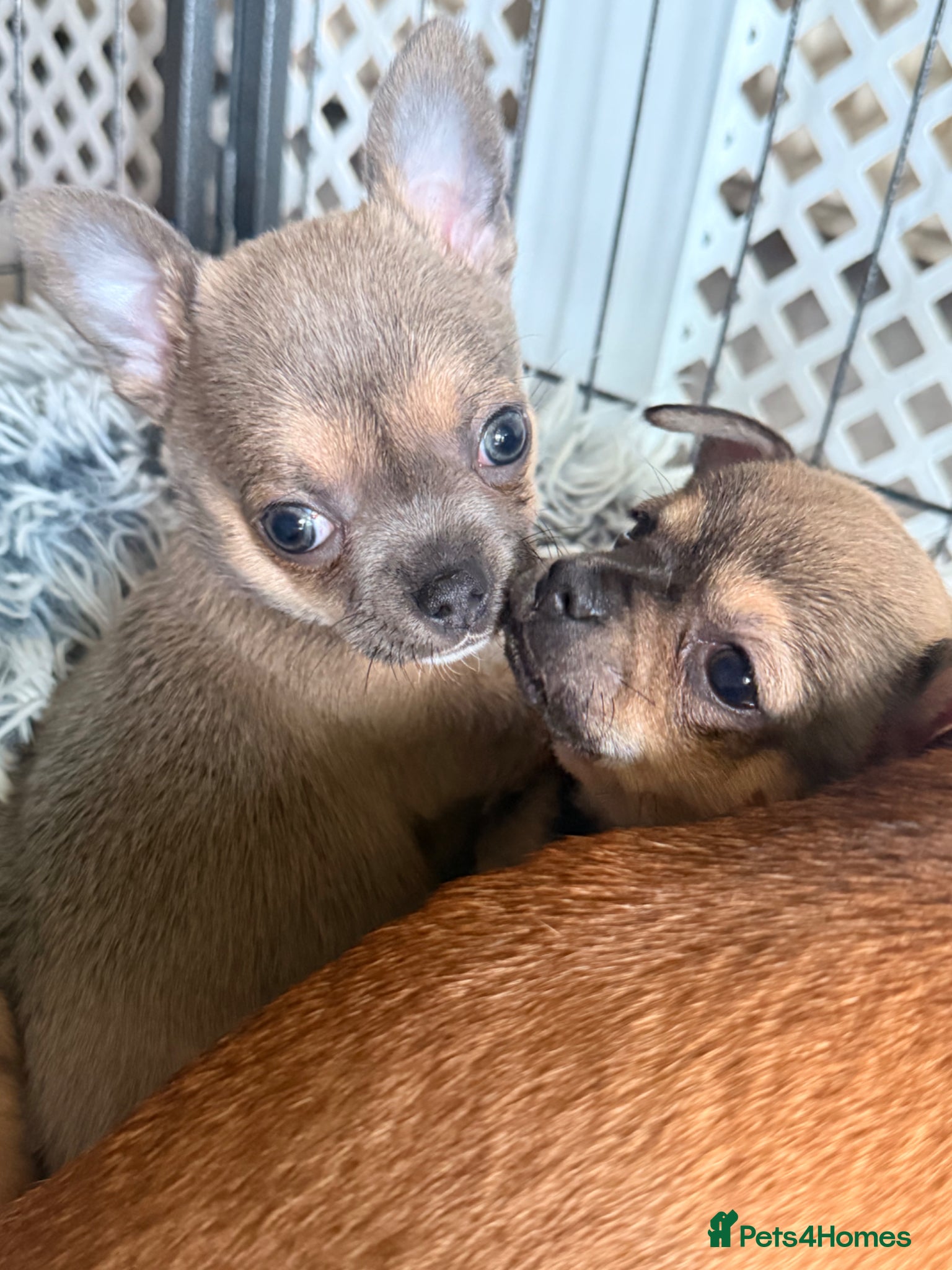 Chihuahua dogs Adorable Tiny Chihuahua Puppies 1 Boy, 3 Girls - Advert 4