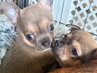 Chihuahua dogs Adorable Tiny Chihuahua Puppies 1 Boy, 3 Girls - Advert 1