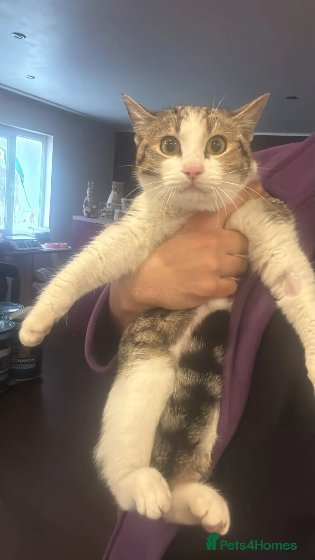 Mixed Breed cats for adoption: Alexa for adoption in Doncaster - Advert 1