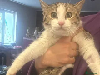 Mixed Breed cats Alexa for adoption - Advert 12