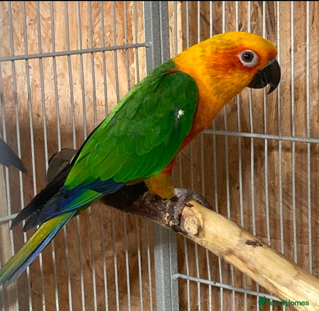 Conures birds for sale: Pair of Jenday Conures - Image 2