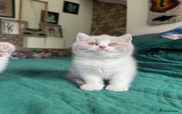British Shorthair cats for sale: Beautiful litter of British short hair kittens - Image 10