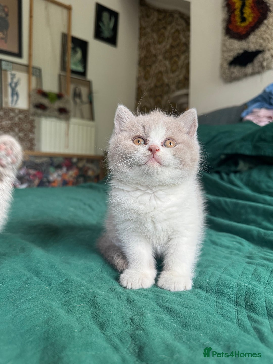 British Shorthair cats for sale: Beautiful litter of British short hair kittens - Image 10