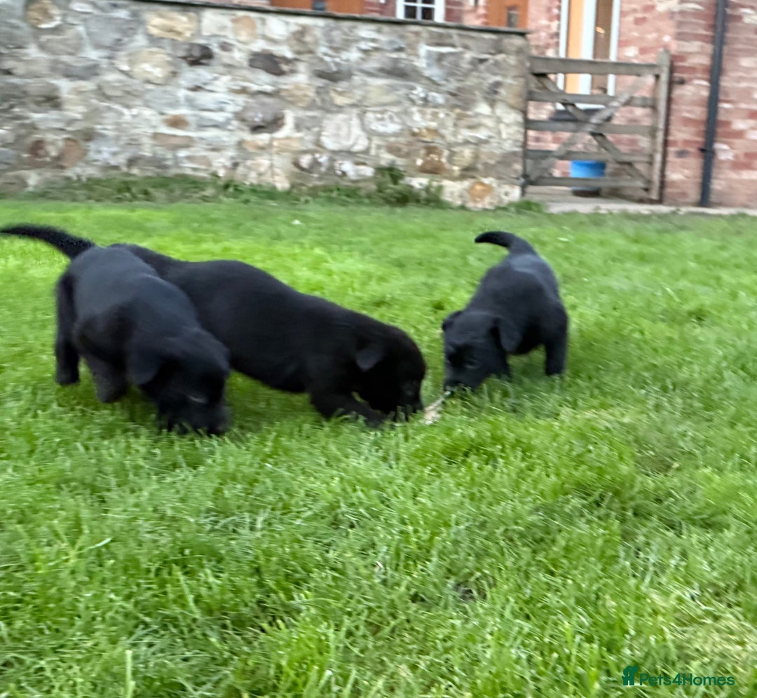 Border Collie dogs for sale: Fabulous Border Collie x Labrador Puppies - Advert 9