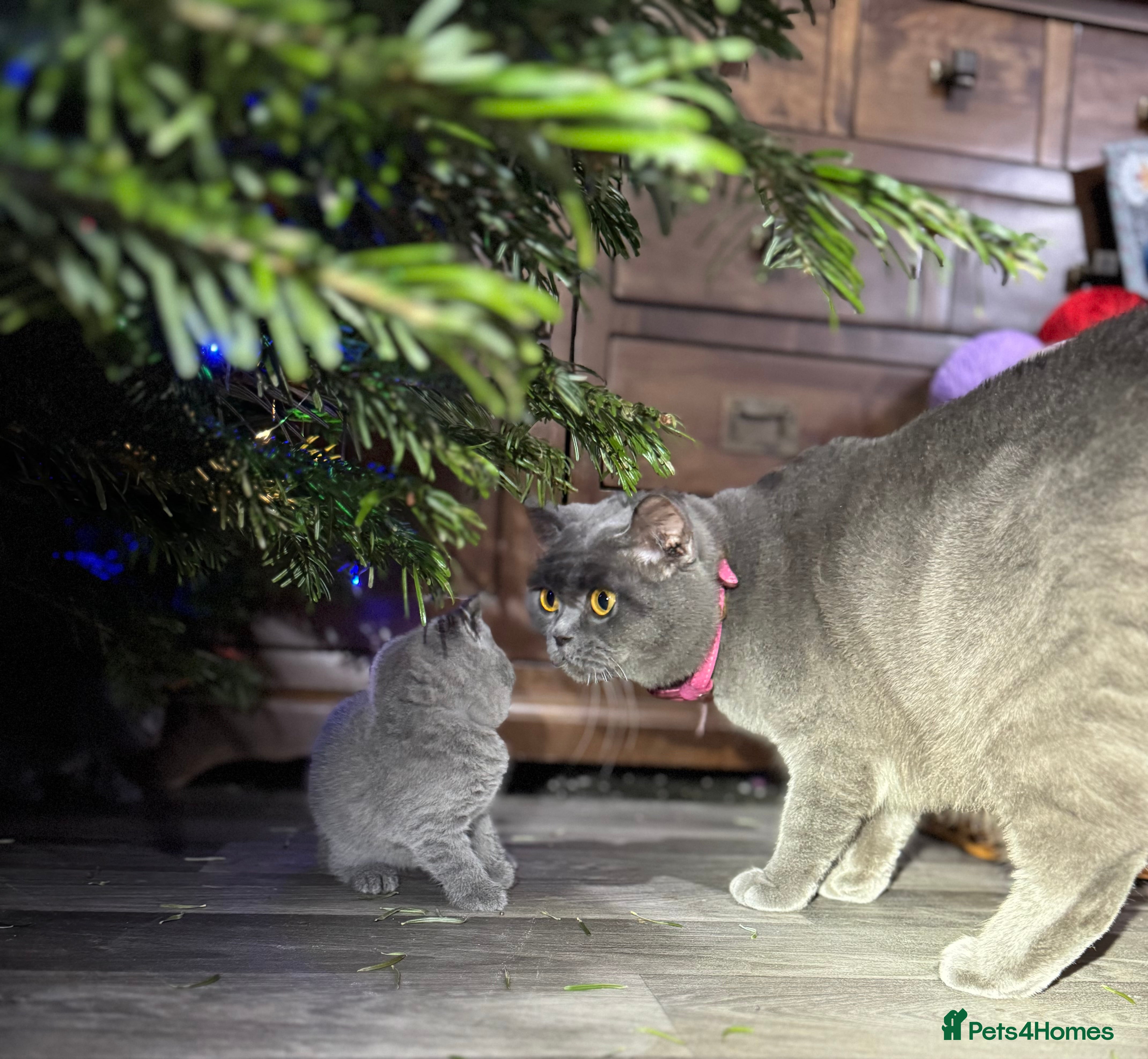 British Shorthair cats Beautiful British Shorthair Blue Kittens Available - Advert 7