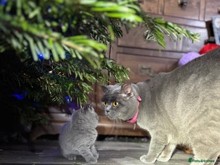 British Shorthair cats Beautiful British Shorthair Blue Kittens Available - Advert 11