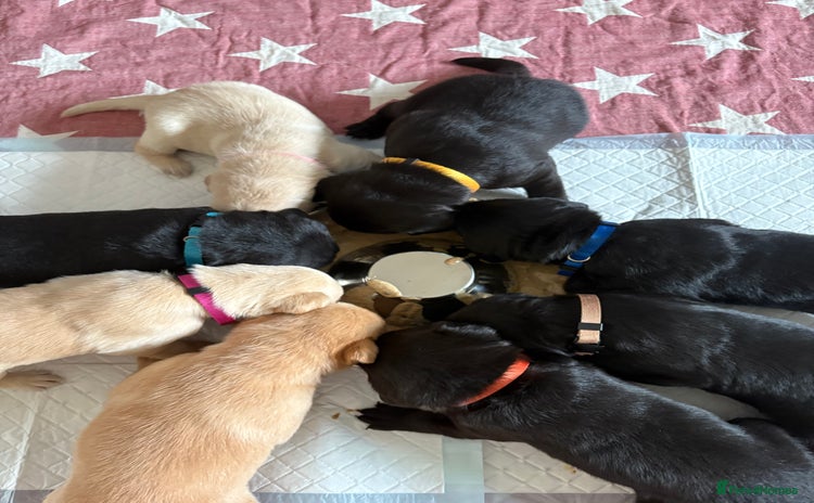 Labrador Retriever dogs - Advert 2