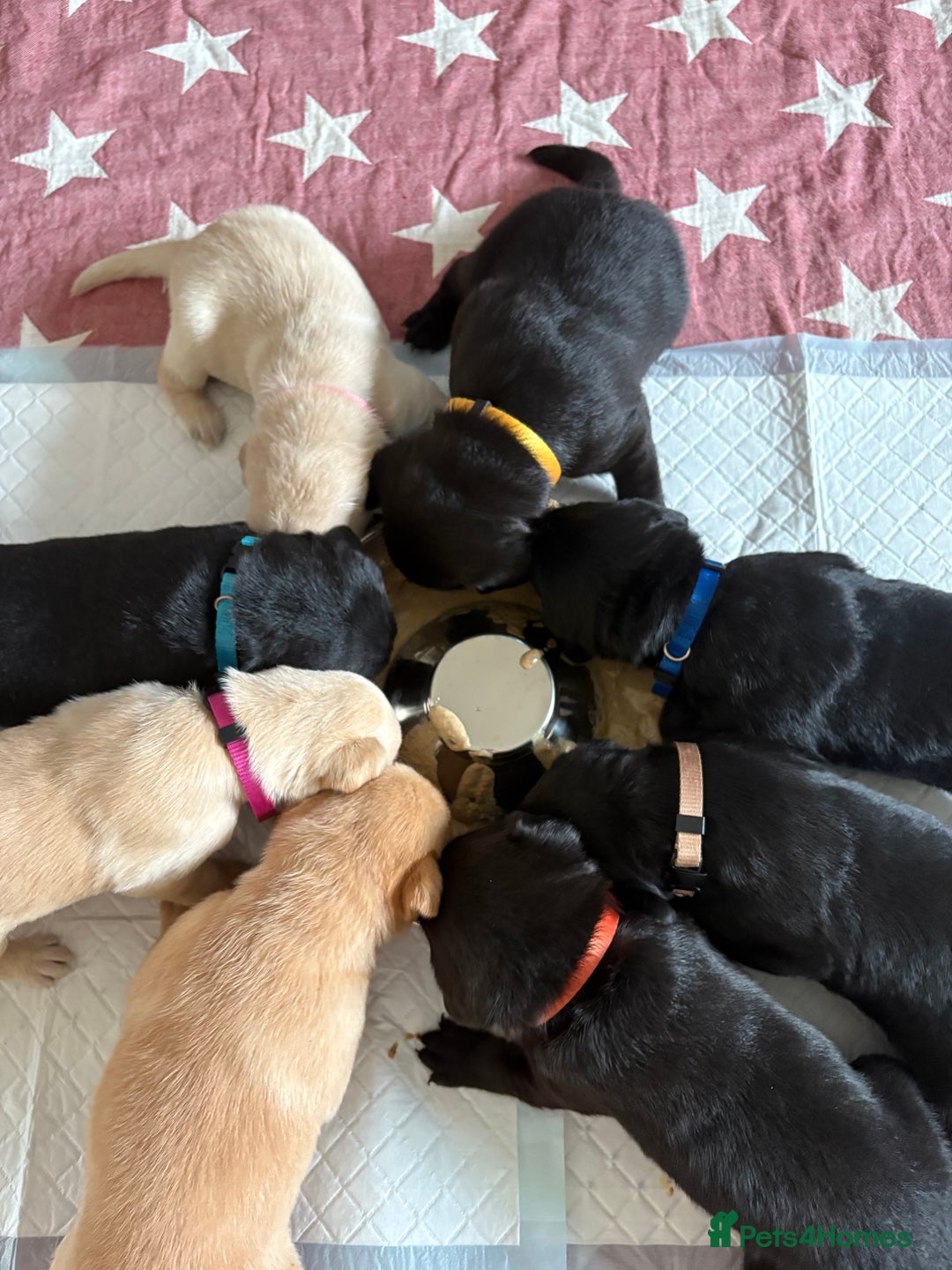 Labrador Retriever dogs for sale: Stunning litter of Labrador puppies for sale!  - Image 1