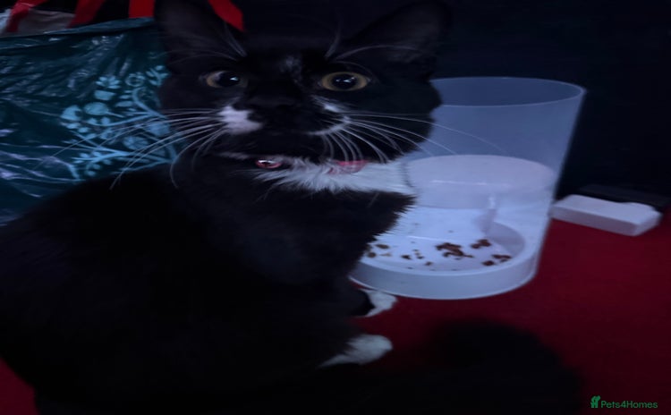 Ocicat cats Kitten for sale  - Advert 2