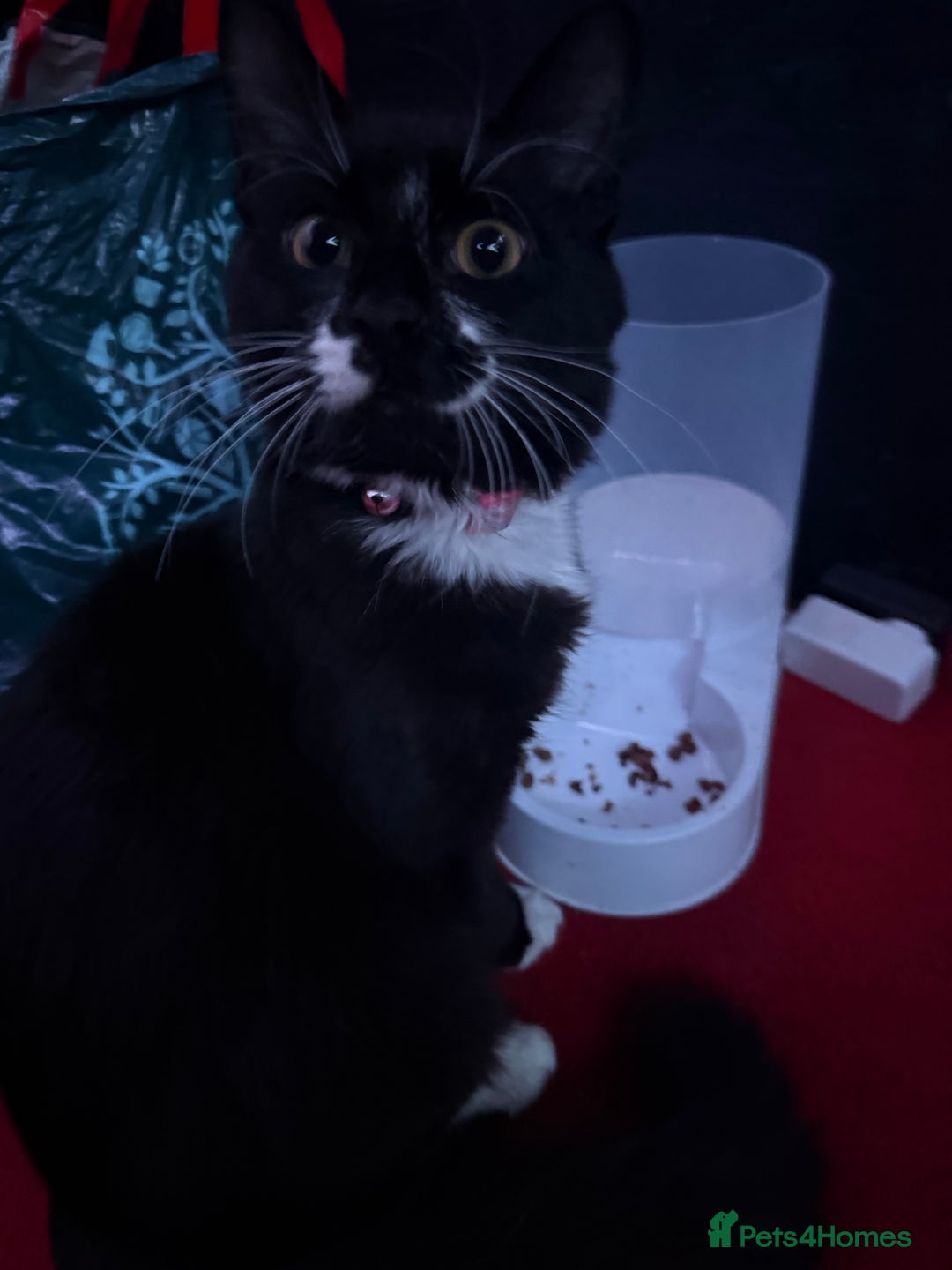 Ocicat cats for sale: Kitten for sale  - Advert 1