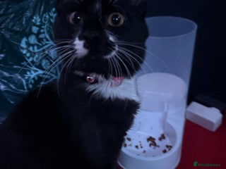 Ocicat cats Kitten for sale - Advert 4