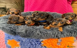 Miniature Dachshund dogs for sale: Beautiful bunch of girls /boy 🩷✨ Kc mini pups   - Image 10