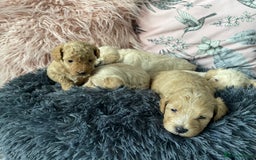 Maltipoo dogs for sale: 💗💙 **  TOY MALTIPOOS💗💙 - Image 19