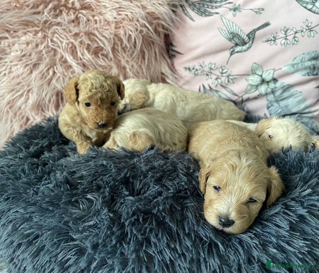 Maltipoo dogs for sale: 💗💙 **  TOY MALTIPOOS💗💙 - Image 19