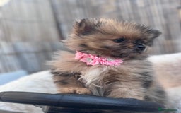 Pomeranian dogs for sale: Tea cup Pomeranians  - Image 7