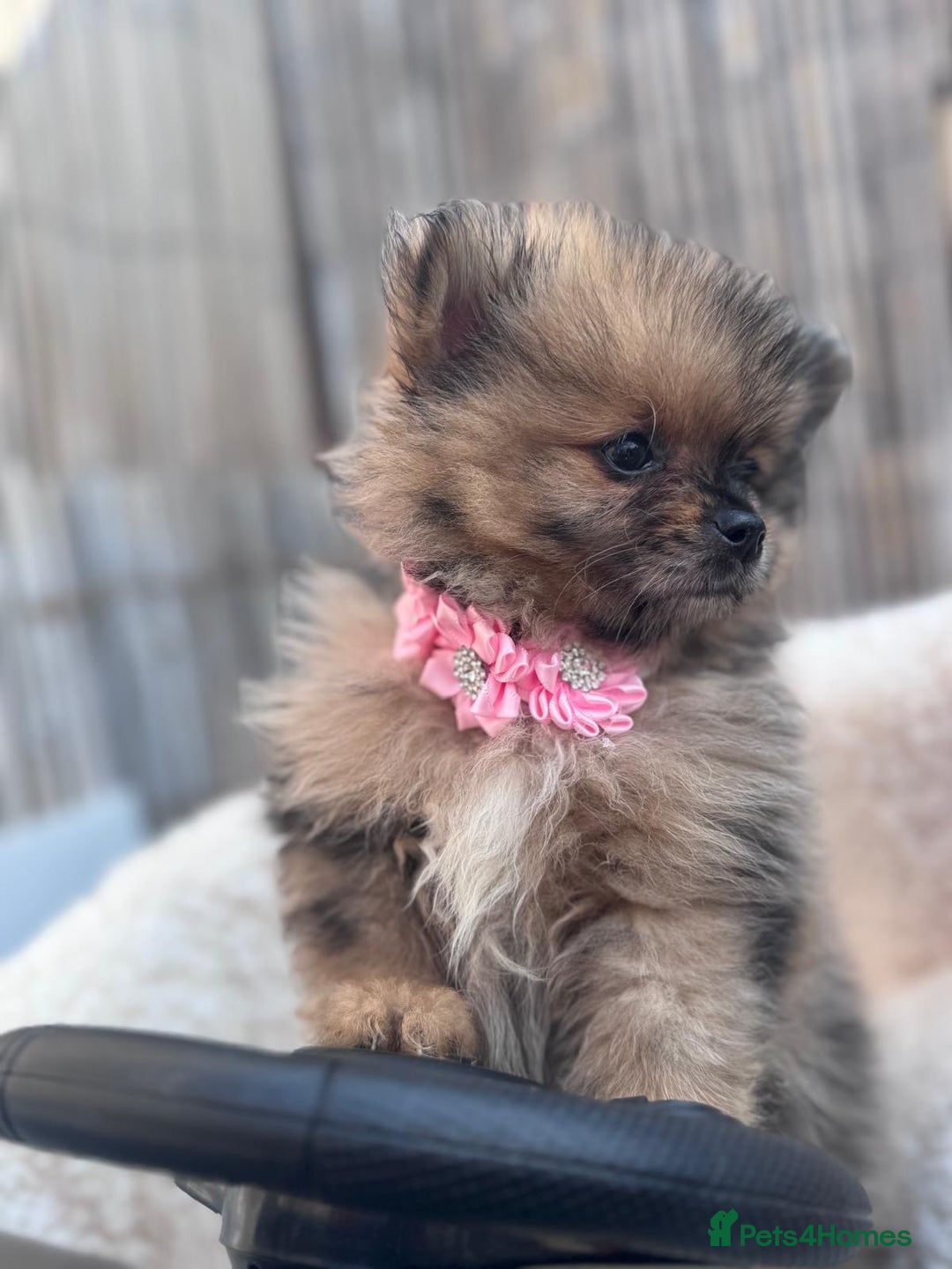 Pomeranian dogs for sale: Tea cup Pomeranians  - Image 7