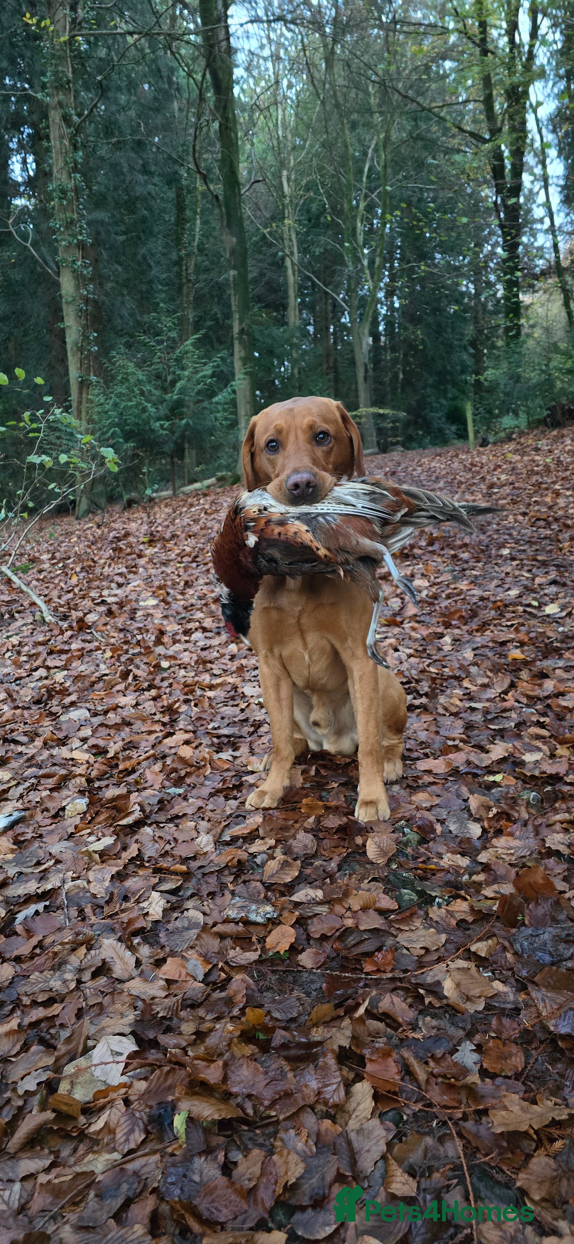 Labrador Retriever dogs FOX RED Health Tested KC Labrador Retriever - Advert 10
