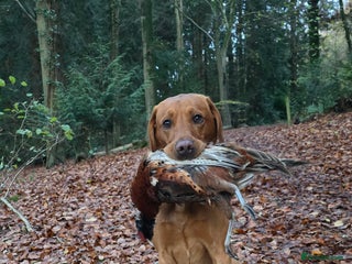 Labrador Retriever dogs FOX RED Health Tested KC Labrador Retriever - Advert 1