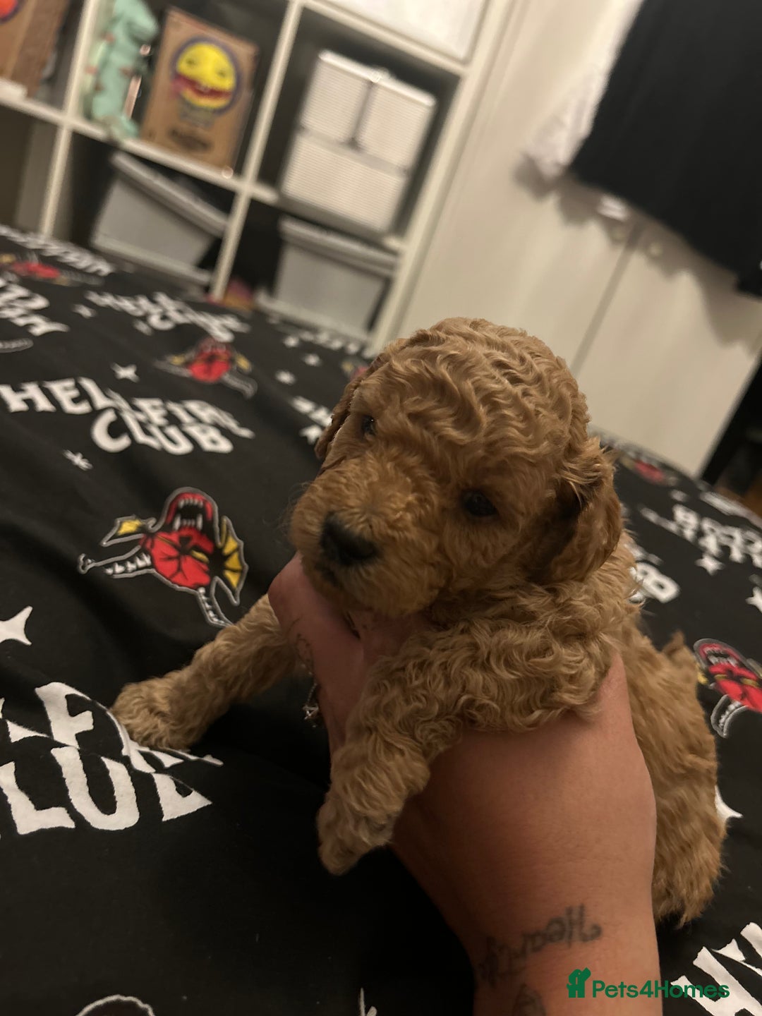 Cockapoo dogs for sale: Miniature cockapoos  - Image 4