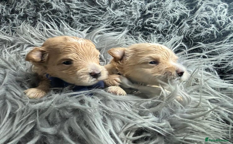 Maltipoo dogs - Advert 3