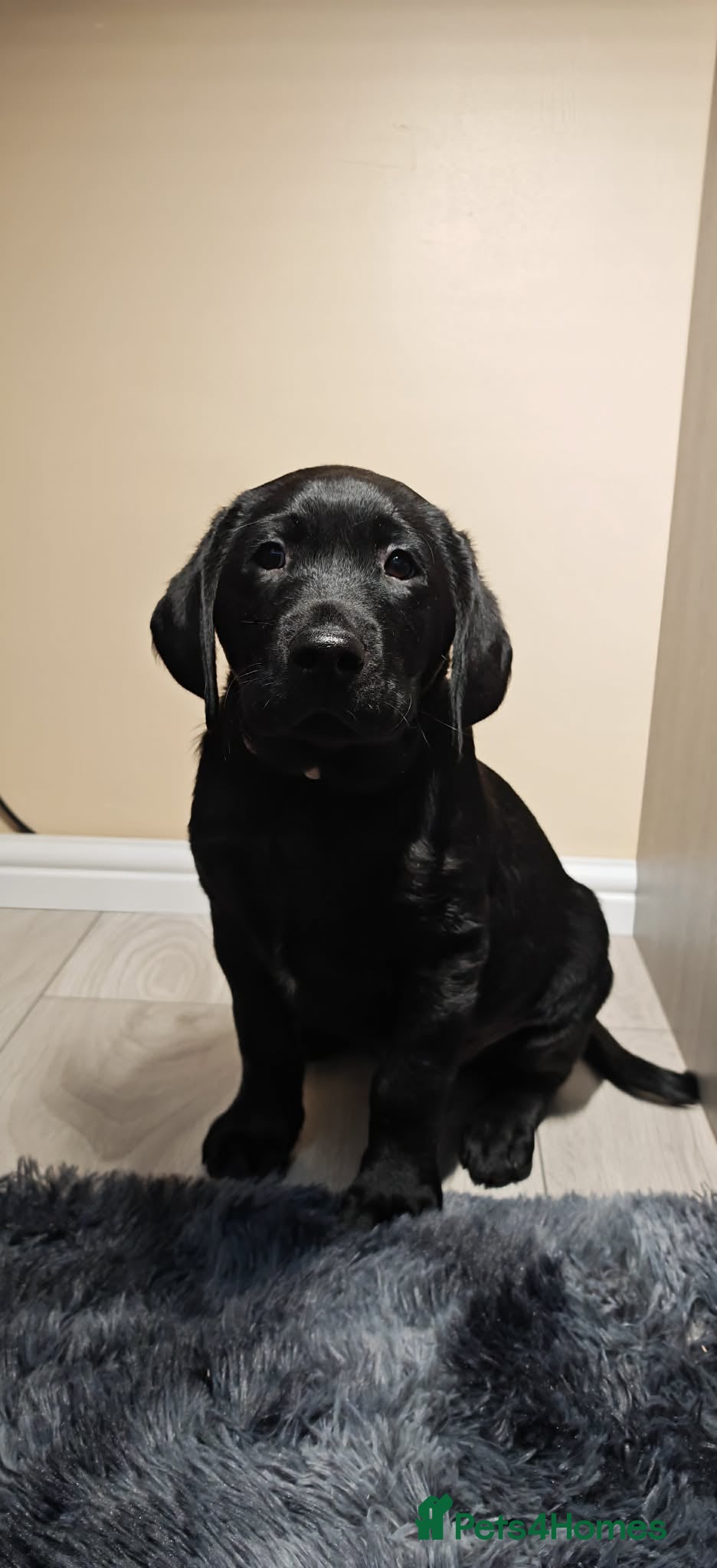 Labrador Retriever dogs 🐶 Last but Not Least – One Gorgeous Puppy Left 🐶 - Advert 1