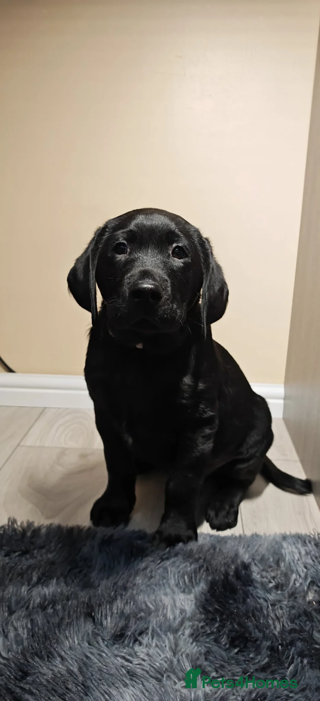 Labrador Retriever dogs for sale: 🐶 Last but Not Least – One Gorgeous Puppy Left 🐶 - Advert 1