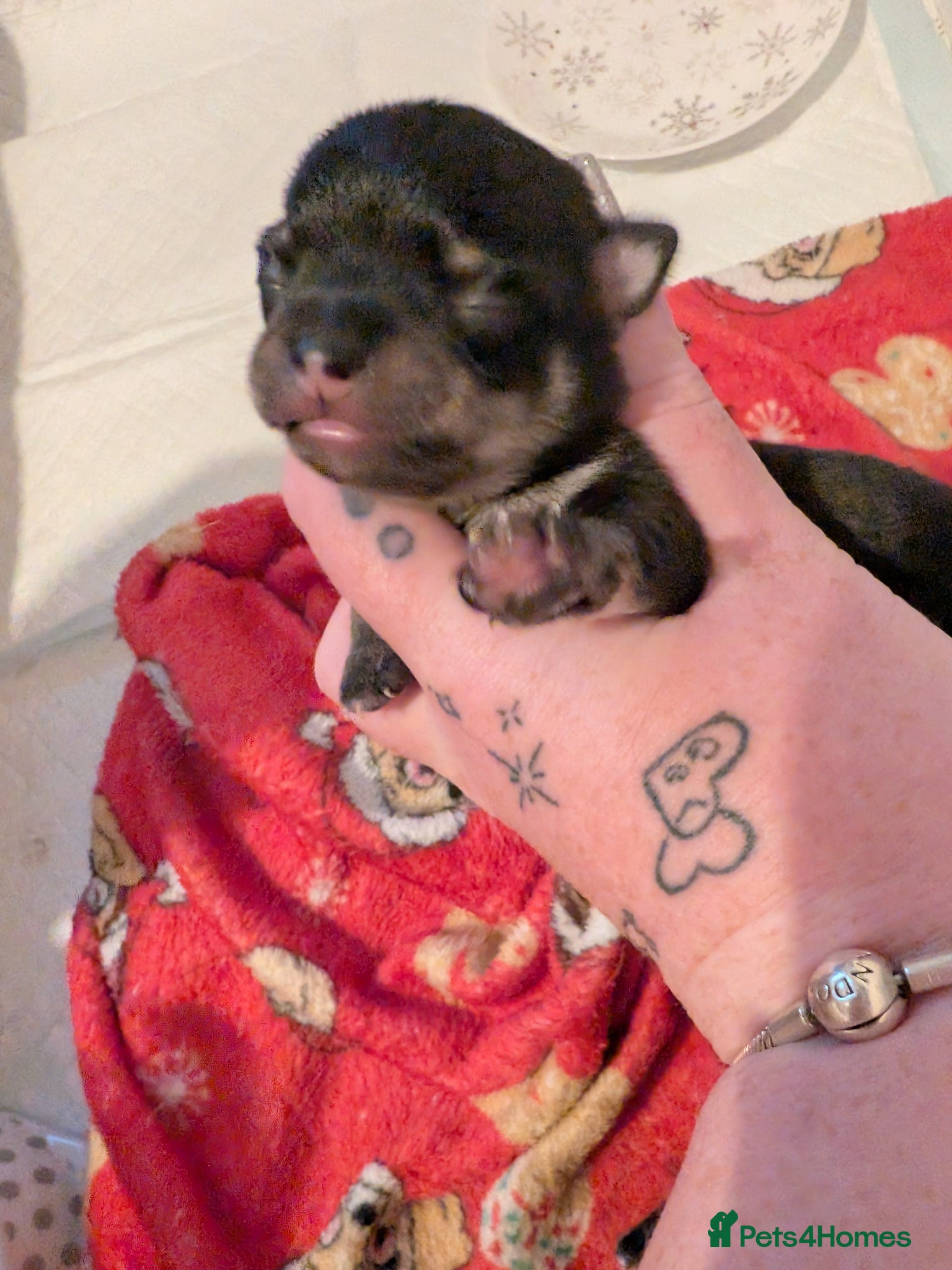 Chihuahua dogs for sale: 2 Beautiful Chihuahua pups - Advert 3