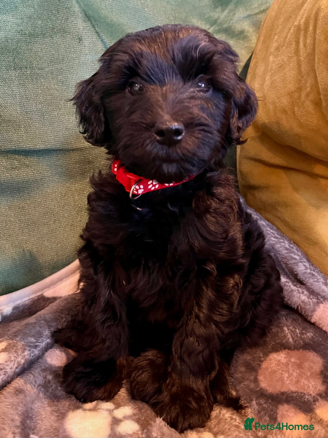 Australian Labradoodle dogs for sale: Home raised, DNA tested, Australian Labradoodles - Advert 19