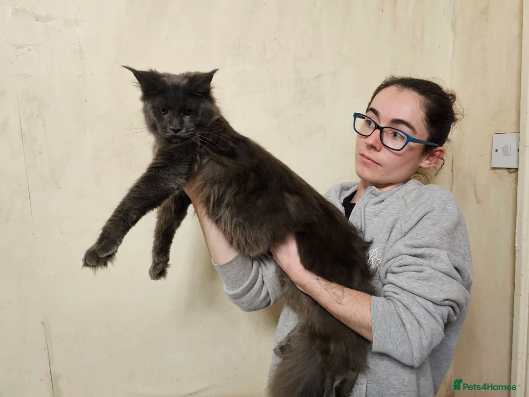 Maine Coon cats for sale: Blue Maine Coon  - Advert 1