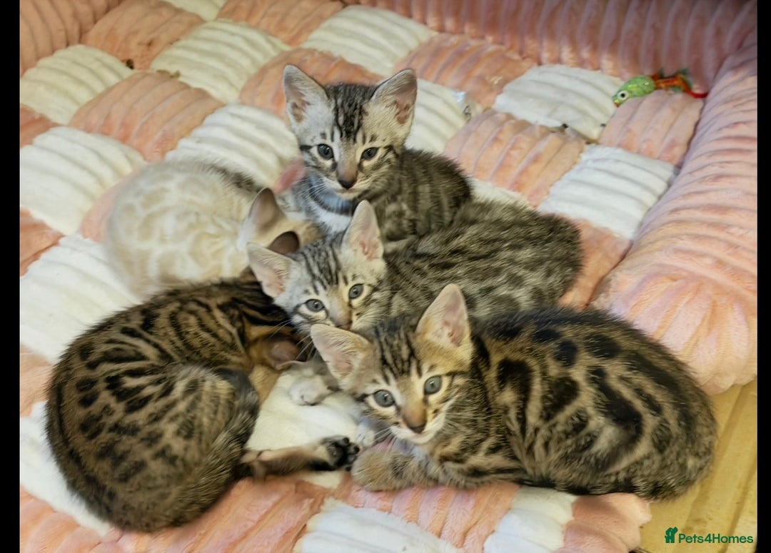 Bengal cats for sale: 🩶 BENGAL 🔥 KITTENS 🤍 TICA REGISTERED  - Advert 36
