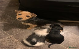 Jack Russell dogs for sale: 2 GORGEOUS JACK RUSSELL PUPPIES READY 4EVER HOME - Advert 2