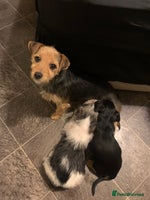 Jack Russell dogs 2 GORGEOUS JACK RUSSELL PUPPIES READY 4EVER HOME - Advert 2