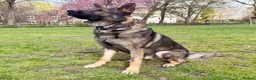 German Shepherd dogs for sale: 4* Licensed Breeder, KC Reg, Health Tested Parents - Advert 12