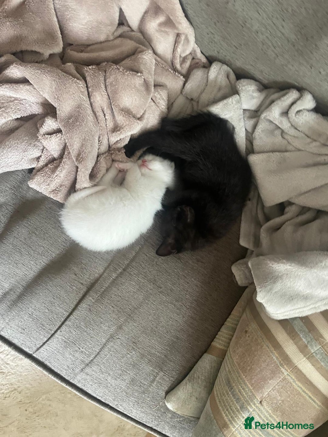 Mixed Breed cats for sale: Adorable Kittens ready for their new forever home  - Image 5