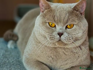 British Shorthair cats in Mansfield - Advert 20