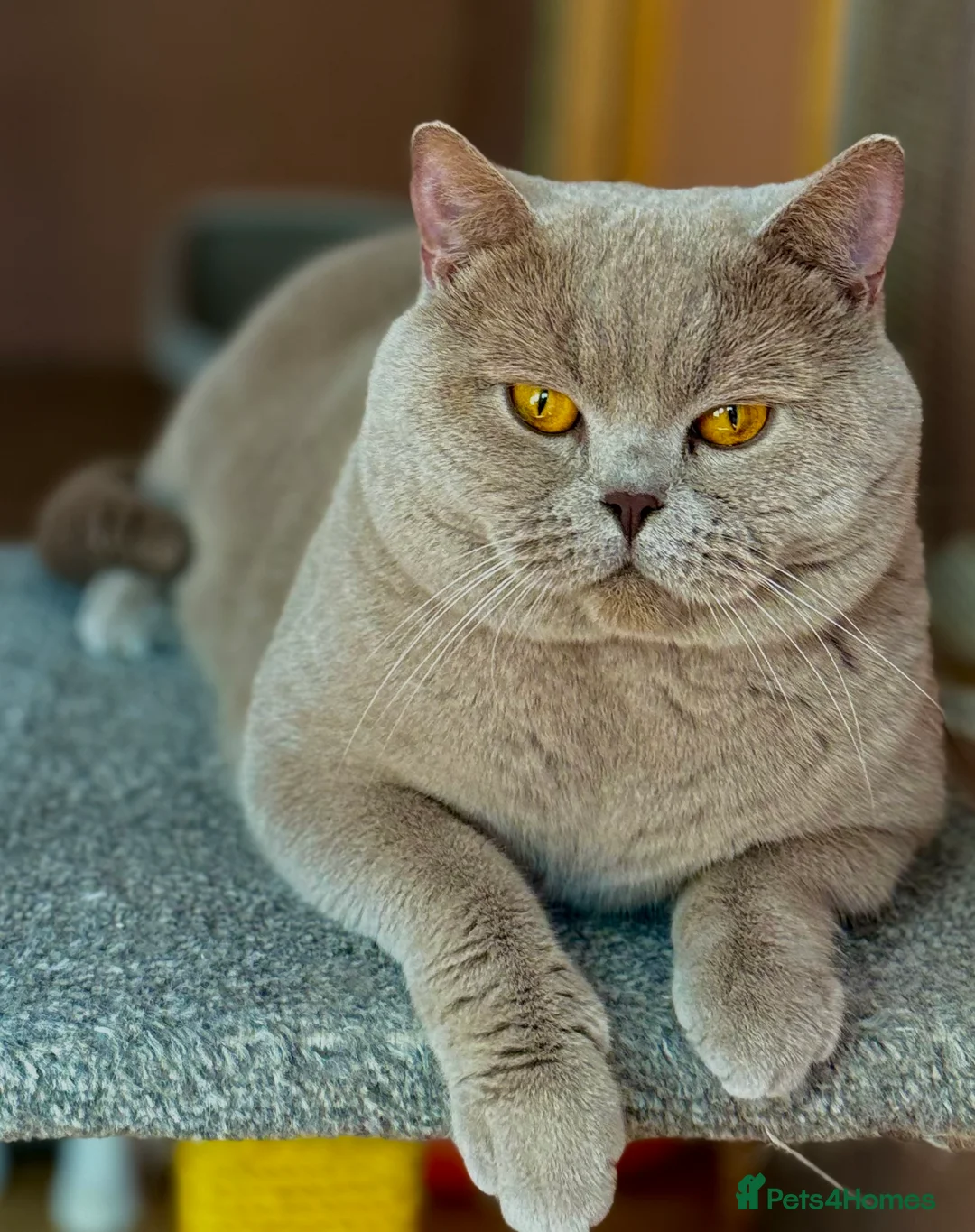 British Shorthair cats for stud: Stunning lilac boy for stud, active GCCF andTICA! in Mansfield - Advert 5