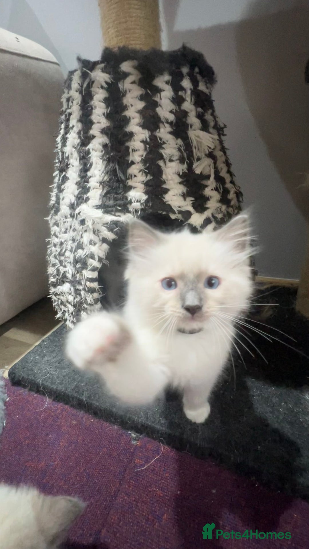 Ragdoll cats for sale: 3 Ragdoll kittens  - Advert 26