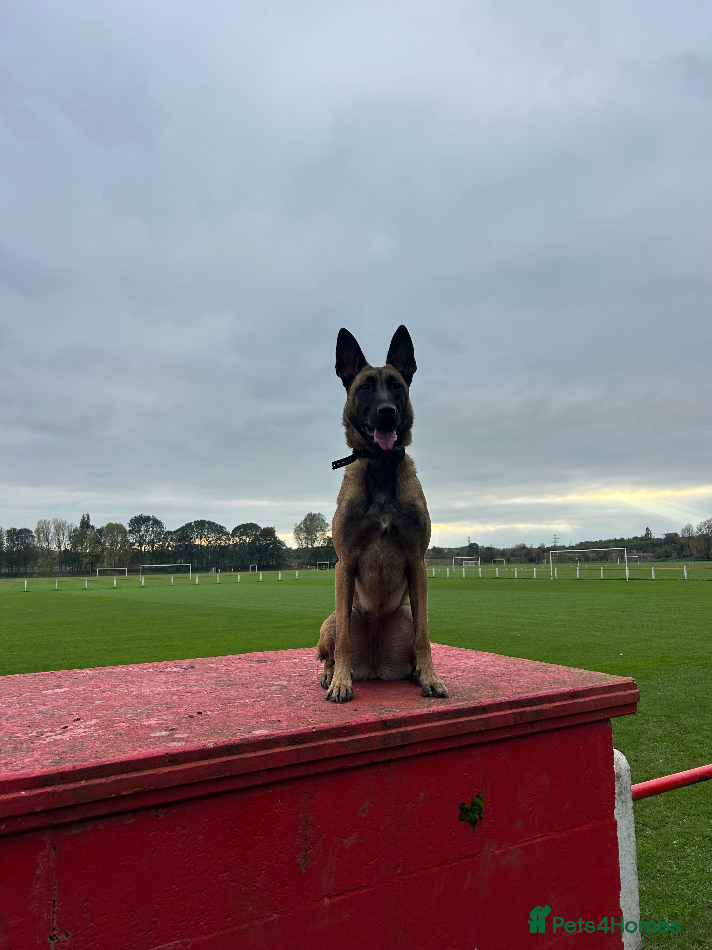 Belgian Shepherd Dog dogs  Belgian Malonis  - Advert 8