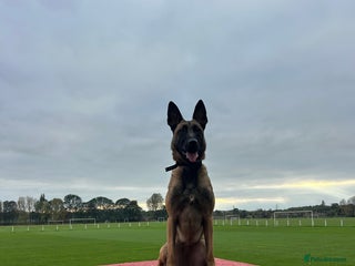 Belgian Shepherd Dog dogs Belgian Malonis - Advert 7