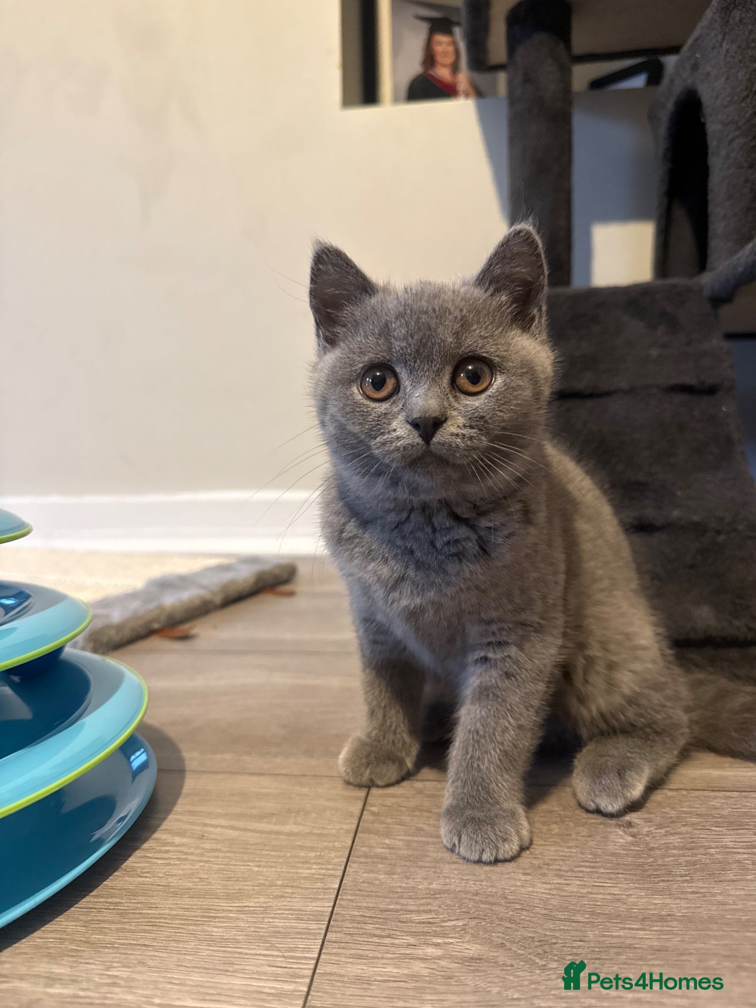 British Shorthair cats **£750** stunning  British shorthair kitten - Advert 16