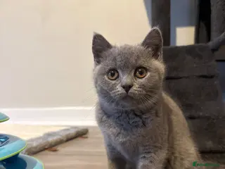 British Shorthair cats **£750** stunning British shorthair kitten - Advert 16