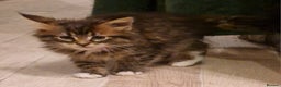 Maine Coon cats for sale: Sweet Maine Coon kittens - Advert 15