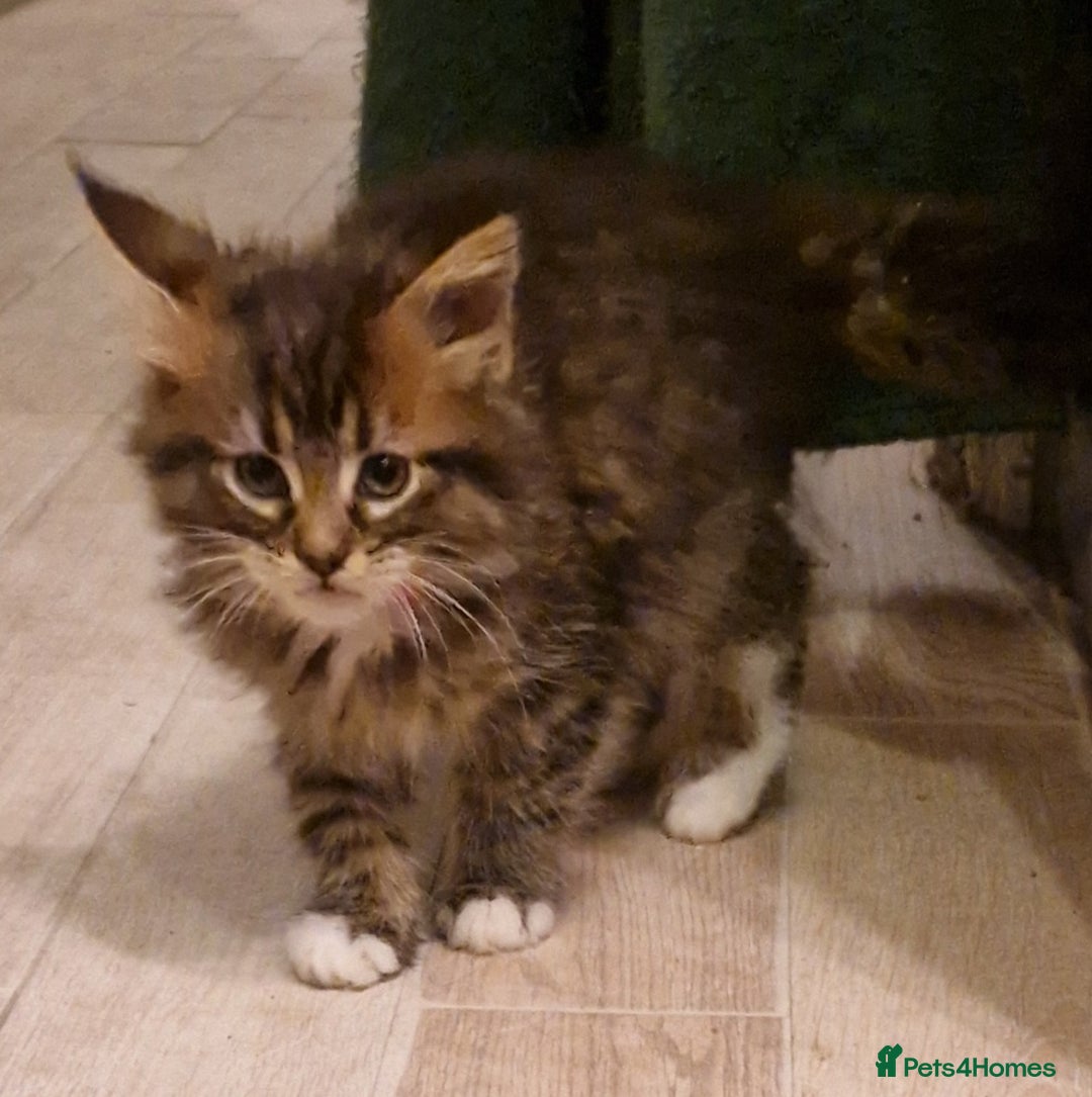 Maine Coon cats for sale: Sweet Maine Coon kittens - Advert 15