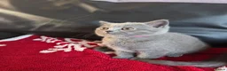British Shorthair cats for sale: Beautiful British Shorthair kittens - Advert 24